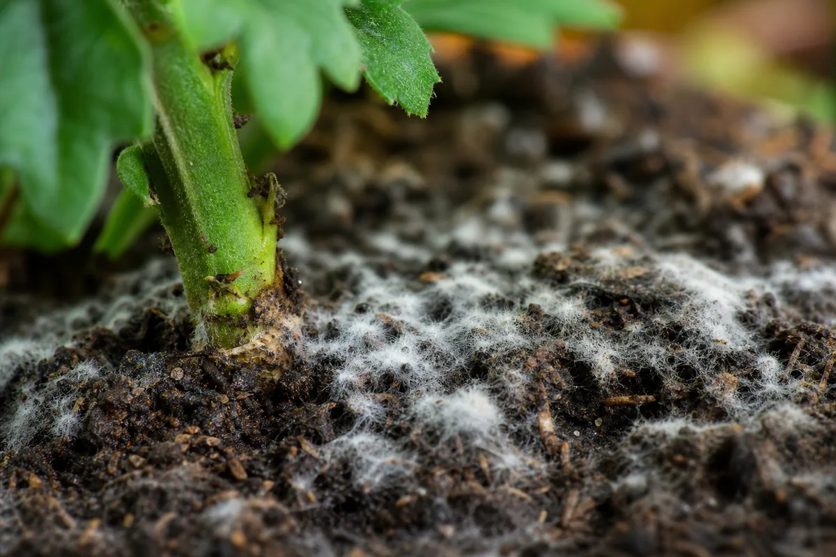 Close-up of mold on chrysanthemum soil - fluffy white saprophytic fuzz on damp potting mix