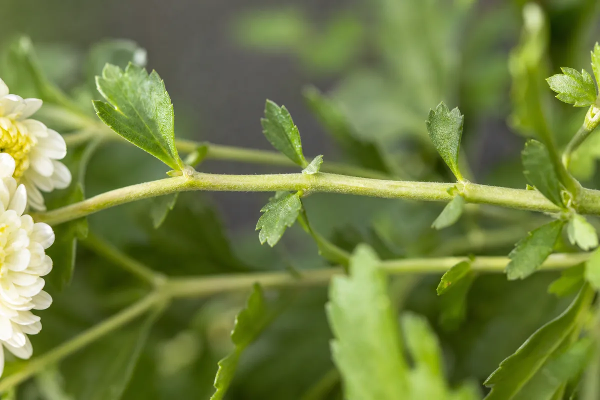 Close-up of low light on chrysanthemum - elongated internodes with small pale leaves on a stretched stem