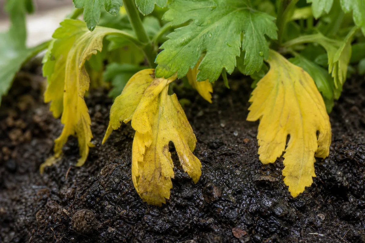 Close-up of overwatering on chrysanthemum - yellowing limp lower leaves above dark damp potting soil