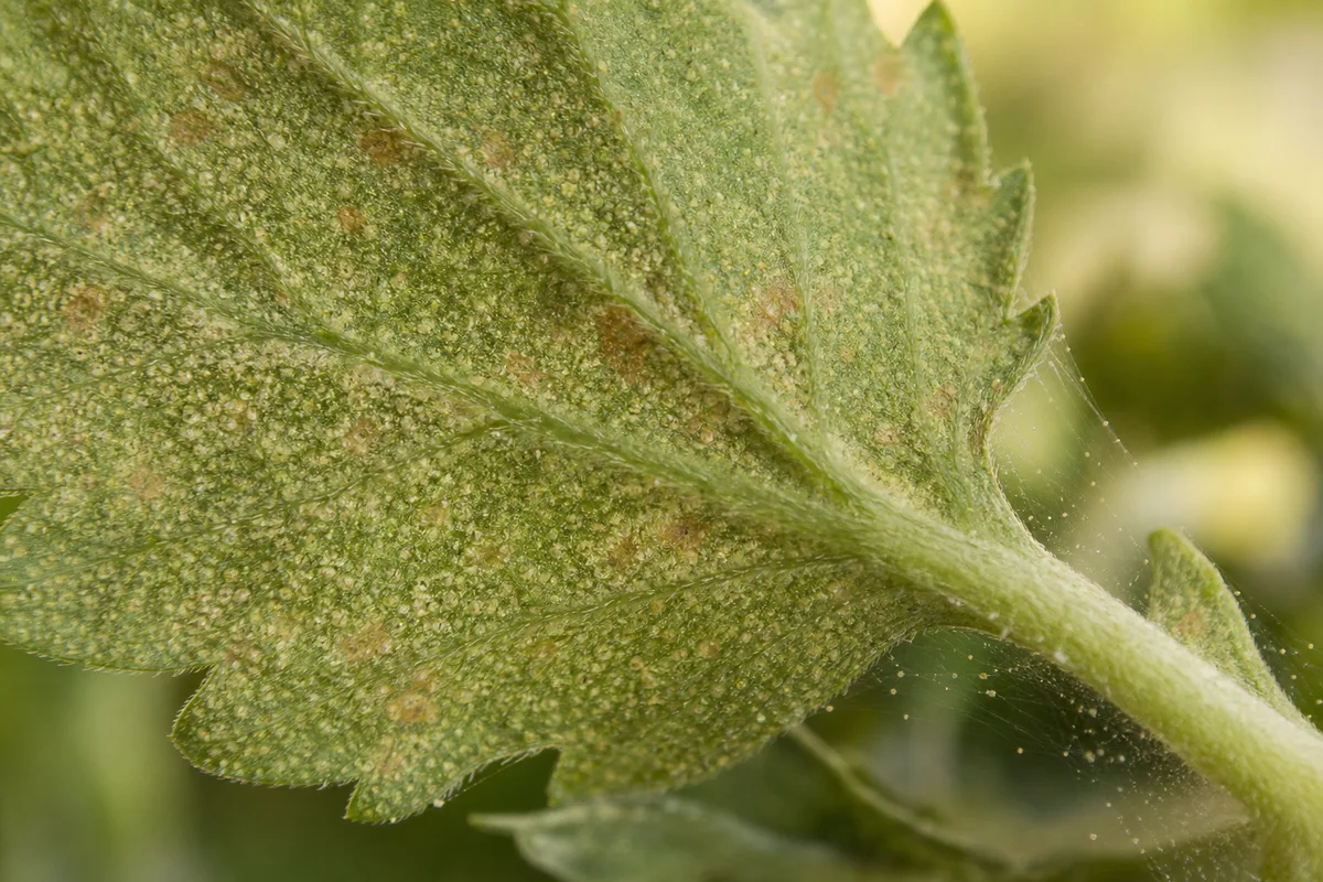 Close-up of spider mites on chrysanthemum - yellow-white stippling and fine webbing on a leaf underside