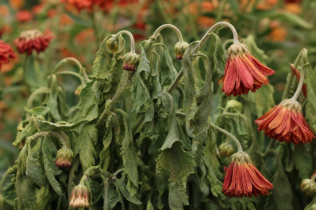 Close-up of wilting on chrysanthemum - limp leaves and sagging flower stems without turgor