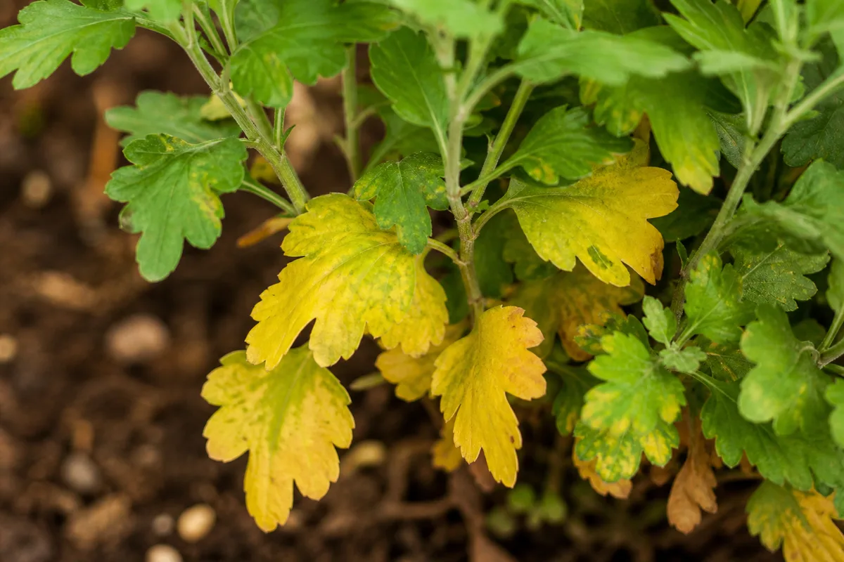 Close-up of yellow leaves on chrysanthemum - lower leaves fading yellow on branching stems with green upper growth