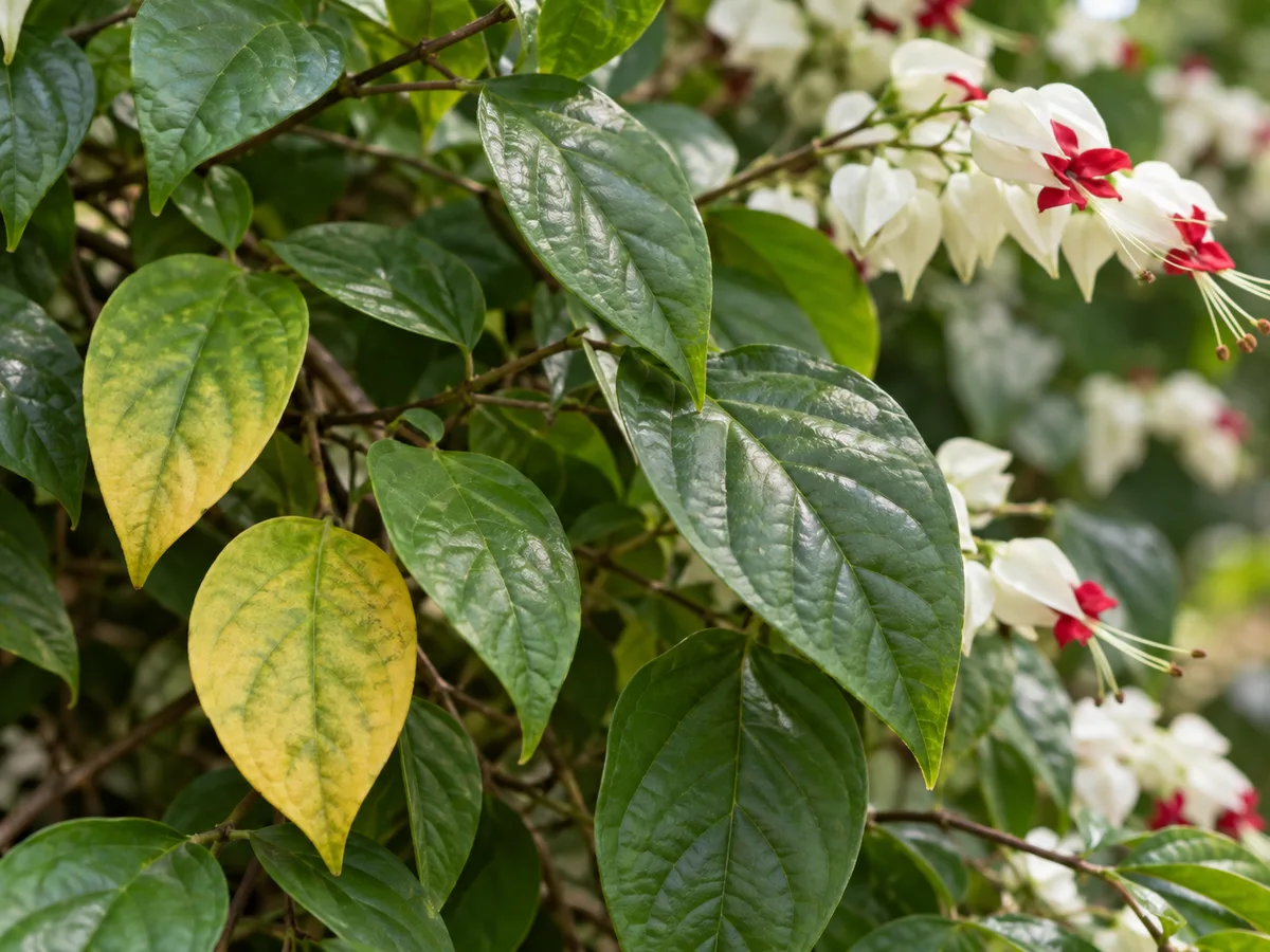 Mild yellowing on older leaves of a healthy bleeding heart vine