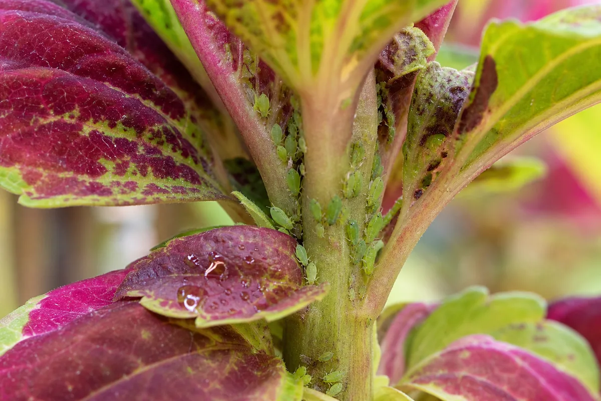 Close-up of aphids on Coleus - green insects clustered in leaf axils with honeydew on tender shoots