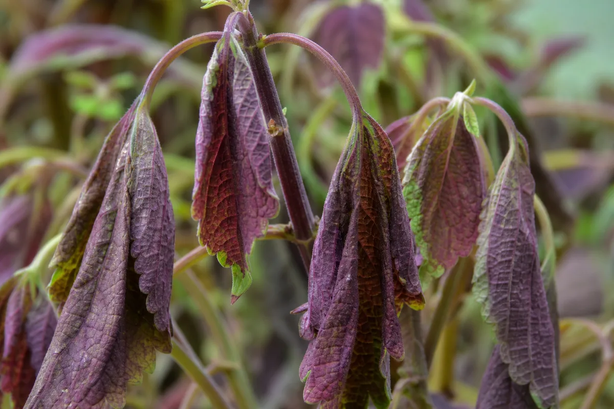 Close-up of drooping leaves on coleus - limp blades hanging along square stems without turgor