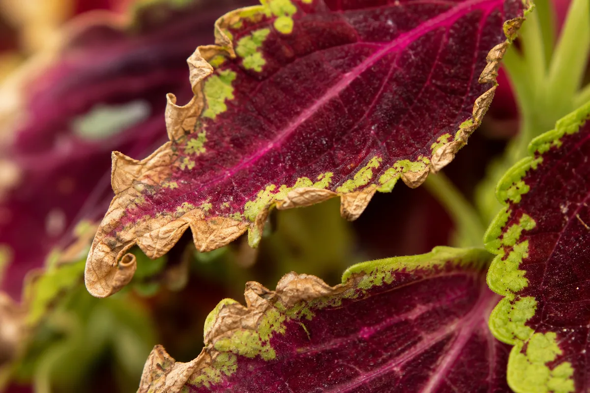 Close-up of low humidity damage on coleus - brown papery crispy margins on colorful leaves