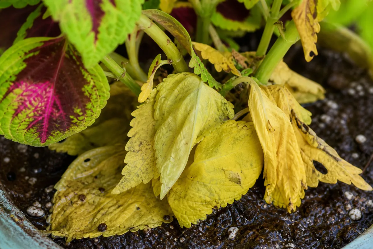 Close-up of overwatering on coleus - yellowing lower leaves limp on dark damp potting soil