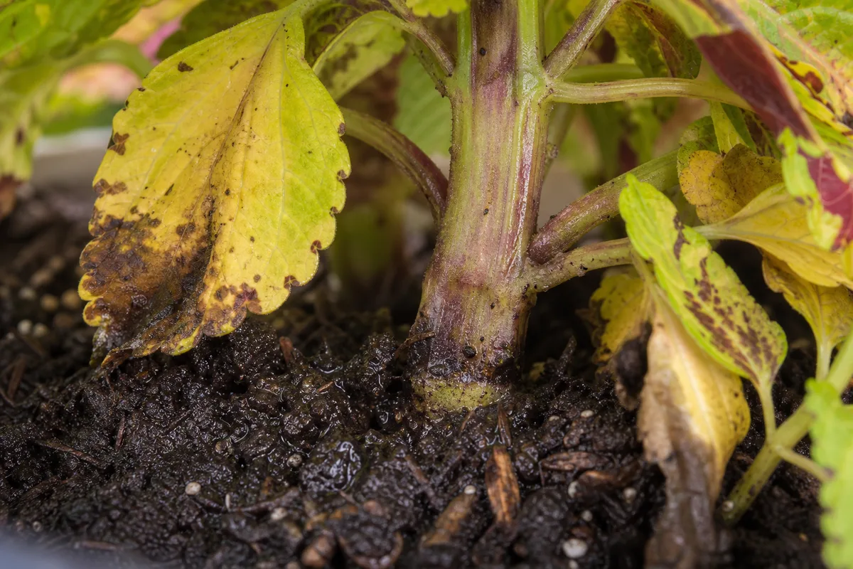 Close-up of root rot on Coleus - yellow muddy lower leaves and darkened square stem base on wet potting mix