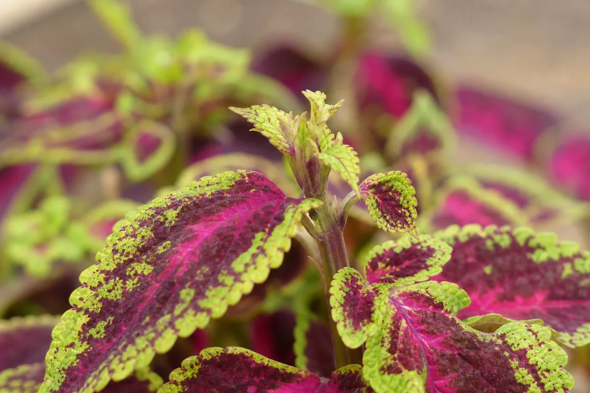 Close-up of slow growth on Coleus - stem tips with no new nodes and smaller pale leaves compared to older vibrant foliage