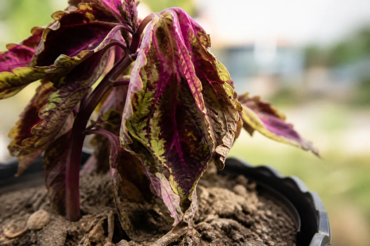 Close-up of underwatered Coleus - limp wilted leaves with dry soil at the pot edge