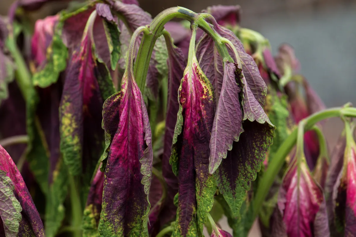 Close-up of wilting on Coleus - limp drooping colorful leaves and soft square stems losing turgor