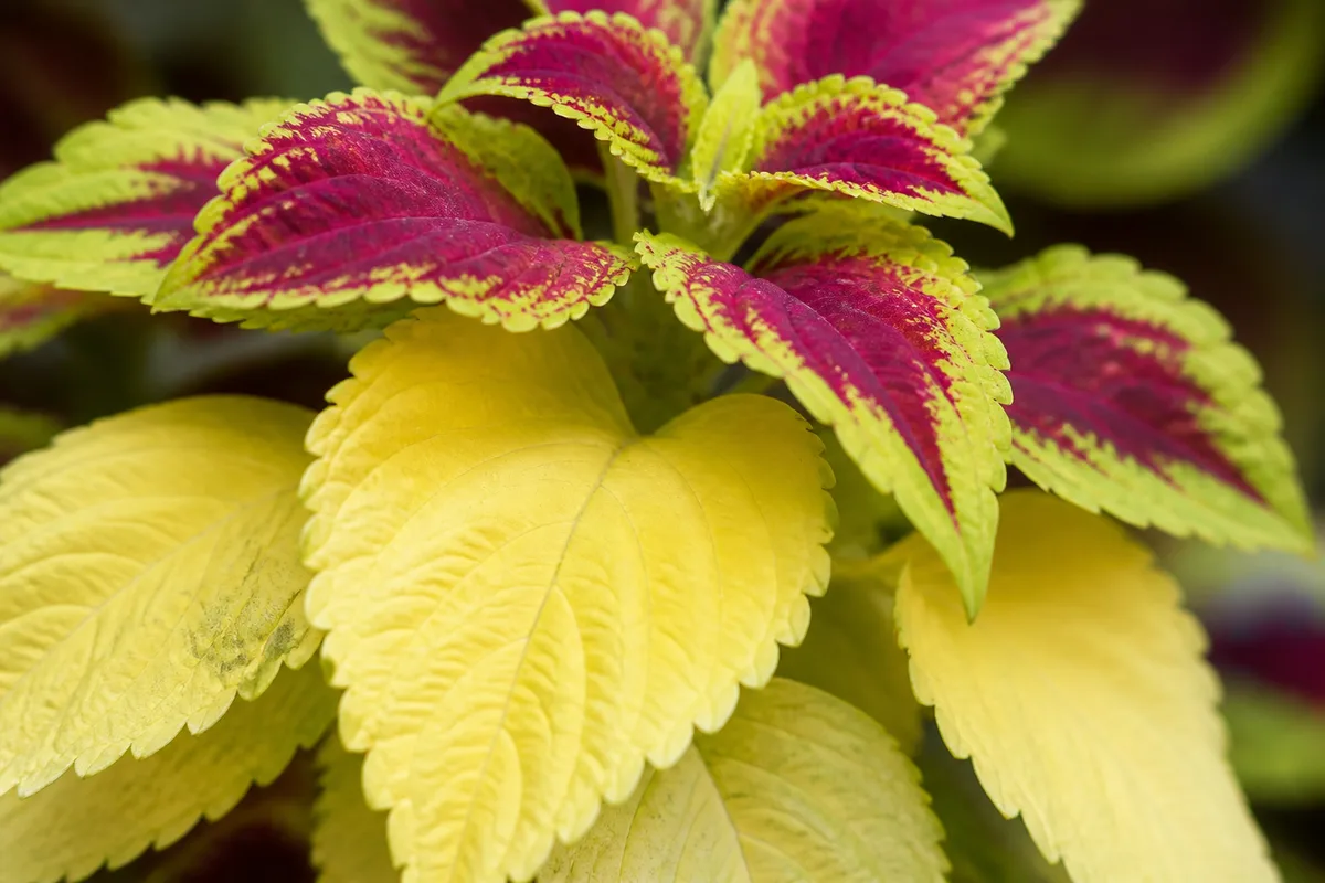 Close-up of Yellow Leaves on Coleus - diagnostic detail
