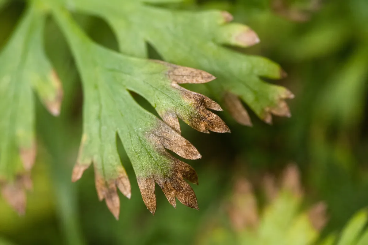 Close-up of Brown Tips on Coriander - diagnostic detail