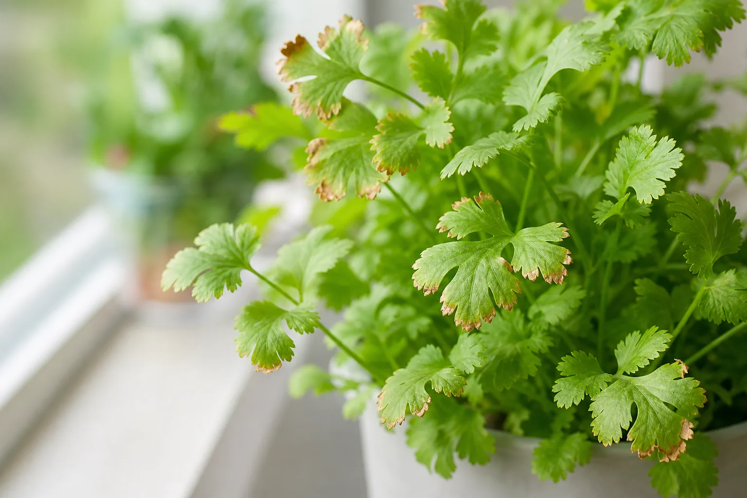 Brown Tips on Coriander - visible symptom on the plant