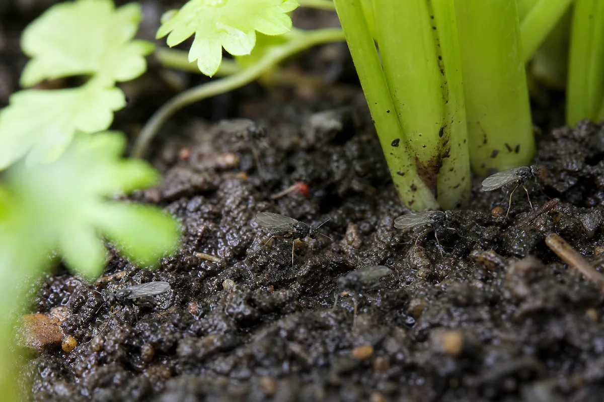 Close-up of Fungus Gnats on Coriander - diagnostic detail