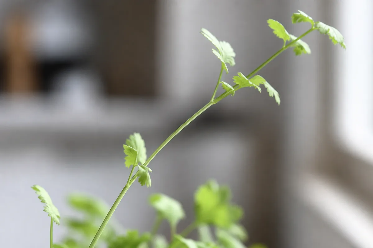 Close-up of leggy coriander - thin stem with elongated internodes and small pale fernlike leaves