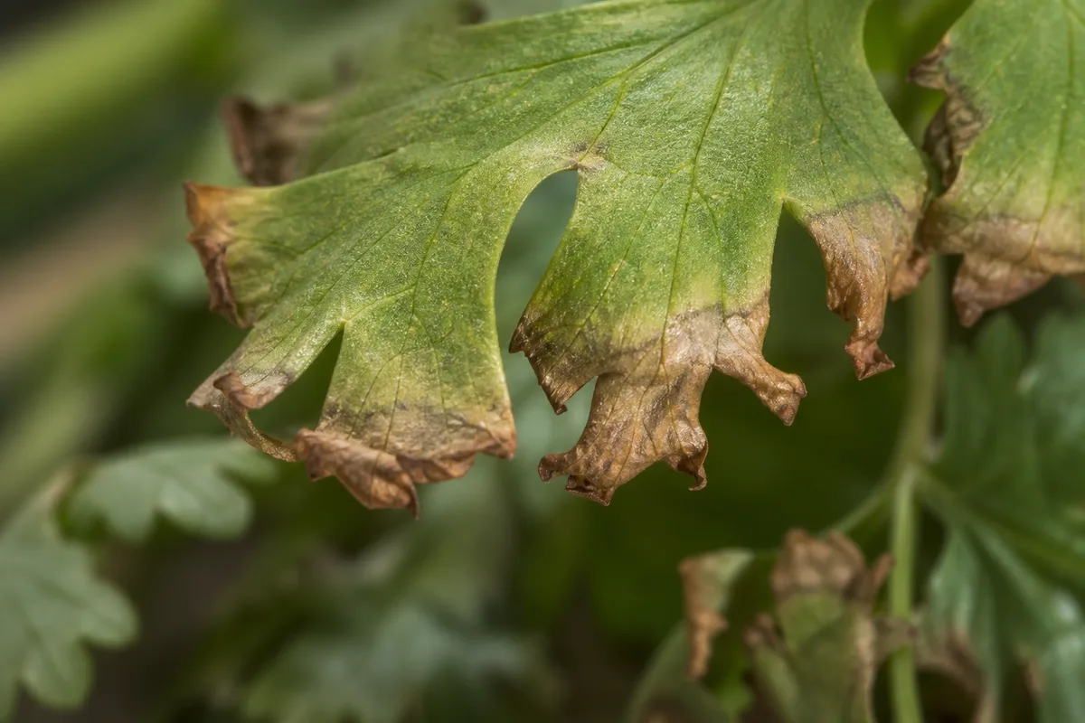 Close-up of Low Humidity on Coriander - diagnostic detail