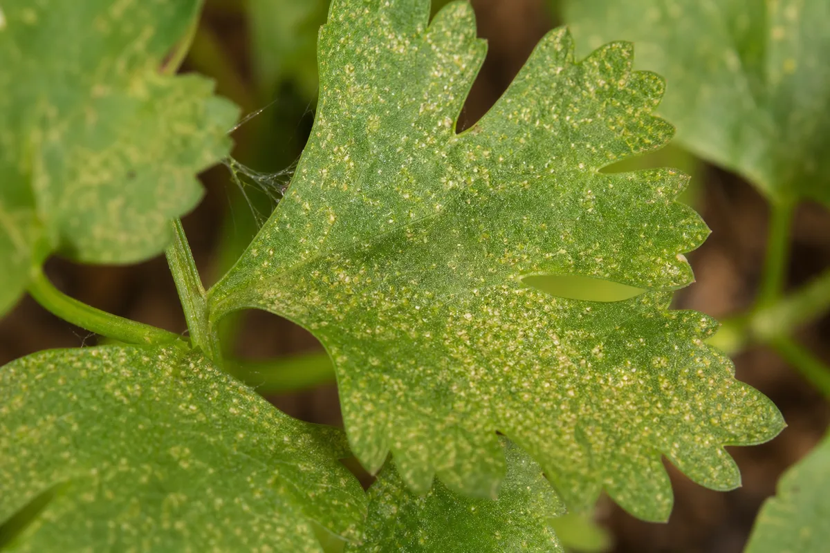 Close-up of spider mites on coriander - yellow-white stippling flecks and fine silk at a leaflet joint