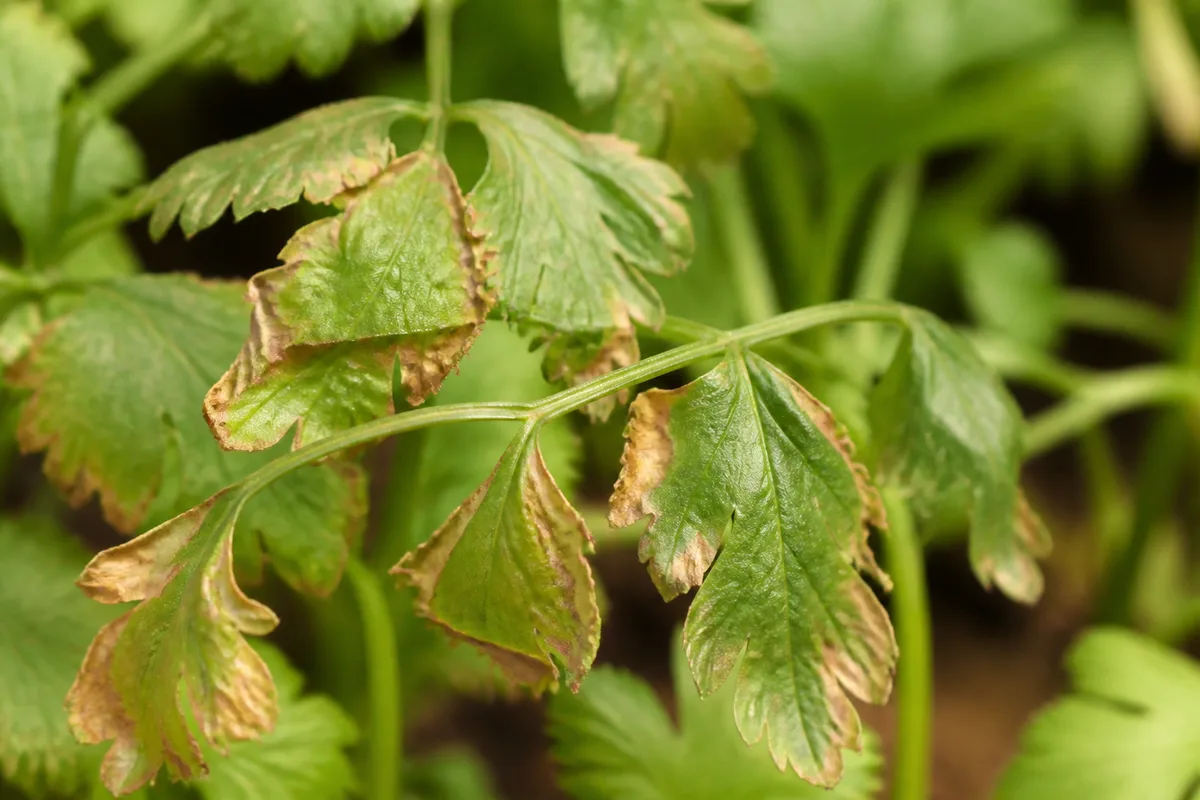 Close-up of underwatering on coriander - limp wilted leaflets with crisp dry brown margins