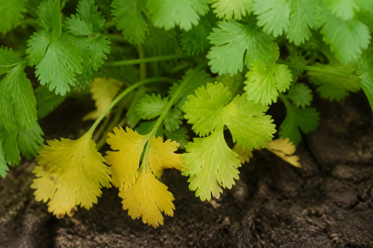 Close-up of Yellow Leaves on Coriander - diagnostic detail