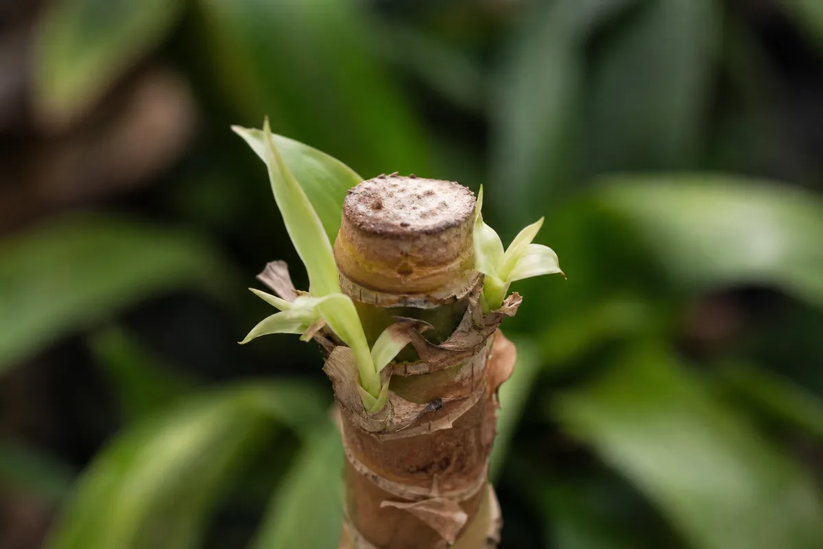 Close-up of Slow Growth on Corn Plant - diagnostic detail