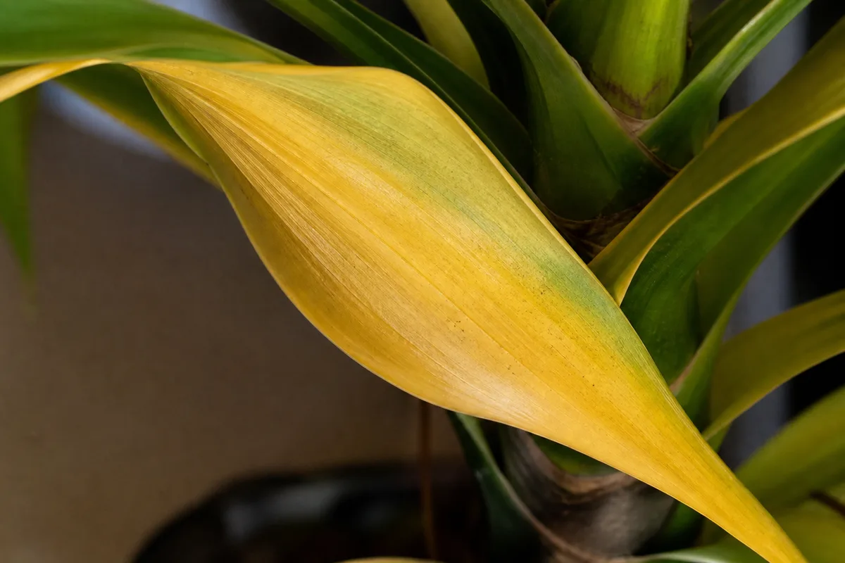 Close-up of Yellow Leaves on Corn Plant - diagnostic detail
