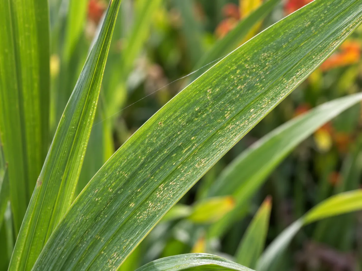 Fine stippling and a light web strand on Crocosmia leaves, possible signs of spider mites