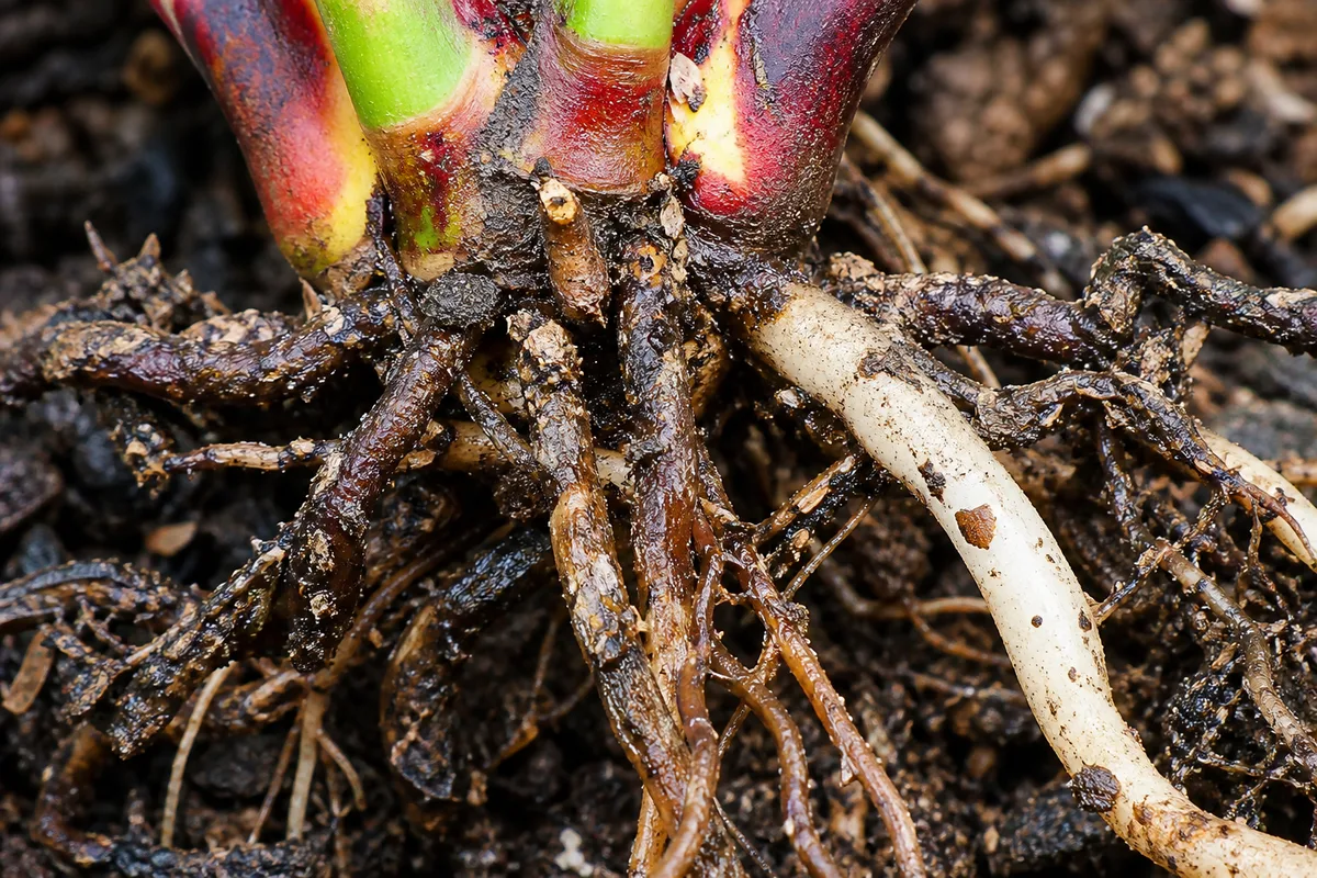 Close-up of Root Rot on Croton - diagnostic detail
