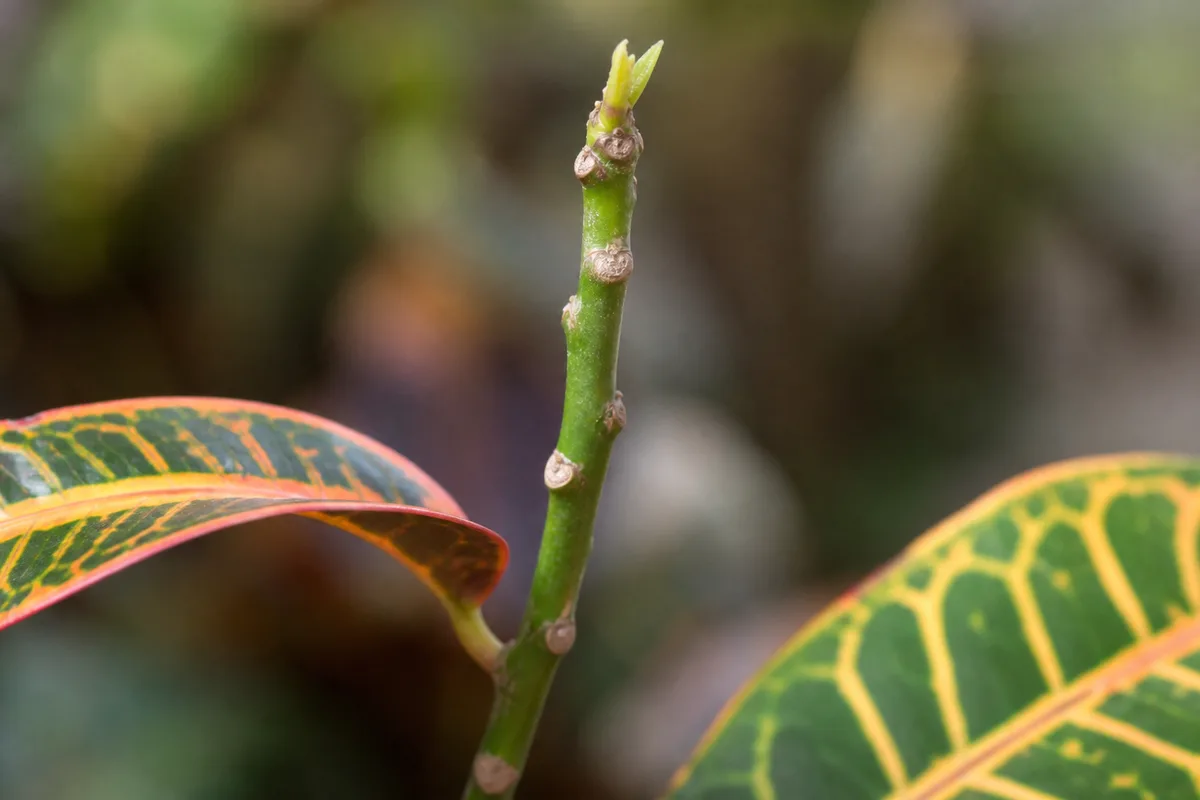 Close-up of Slow Growth on Croton - diagnostic detail