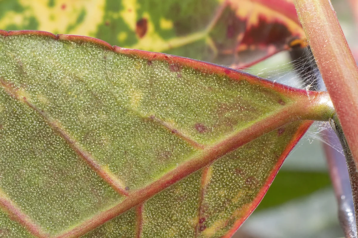 Close-up of Spider Mites on Croton - diagnostic detail