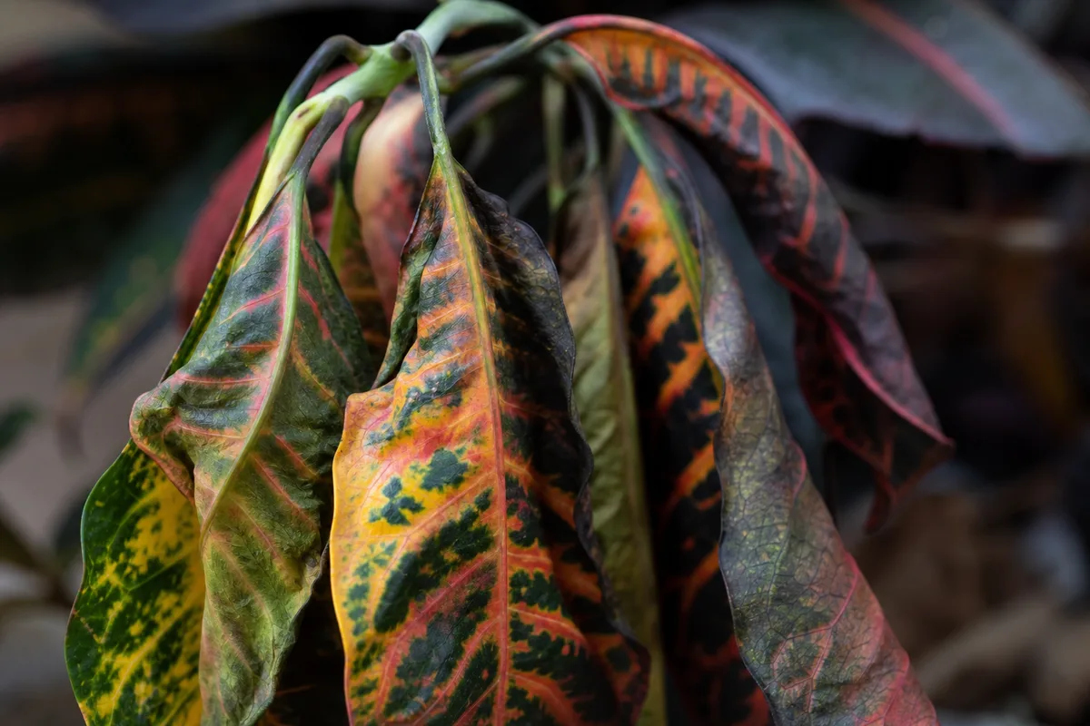 Close-up of Wilting on Croton - diagnostic detail