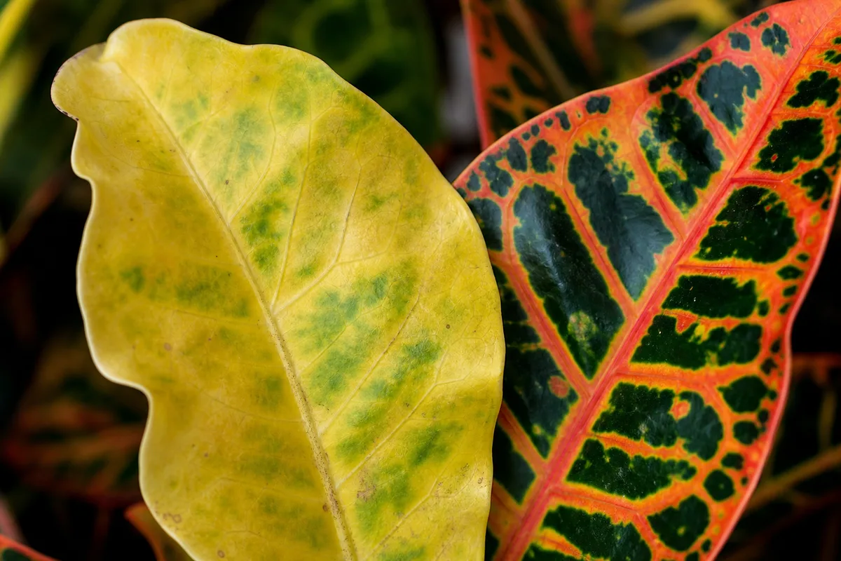 Close-up of Yellow Leaves on Croton - diagnostic detail
