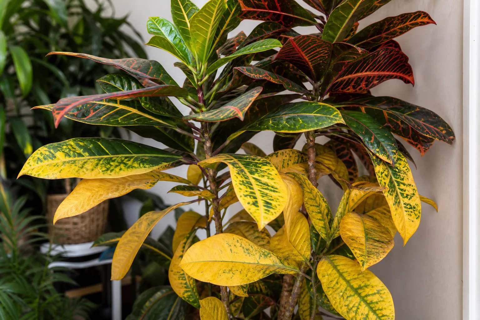Yellow Leaves on Croton - visible symptom on the plant