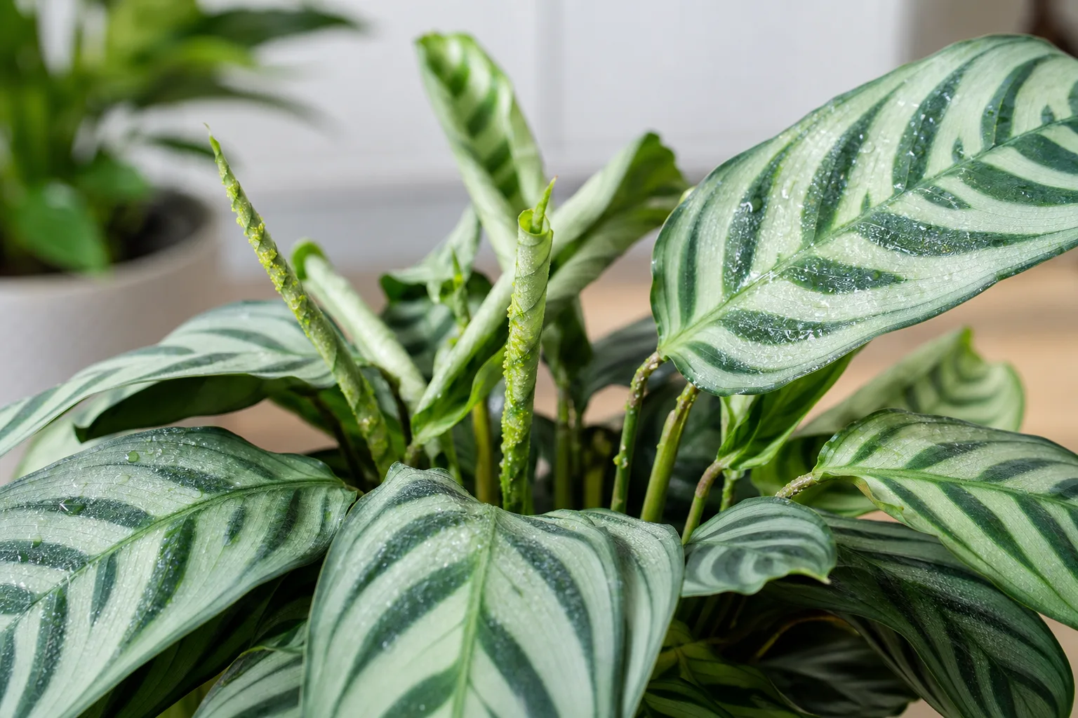 Aphids on Ctenanthe - visible symptom on the plant