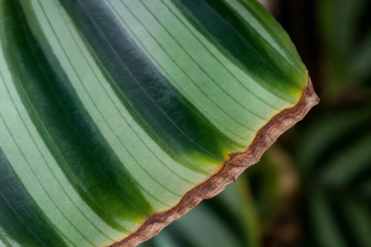 Close-up of Brown Tips on Ctenanthe - diagnostic detail
