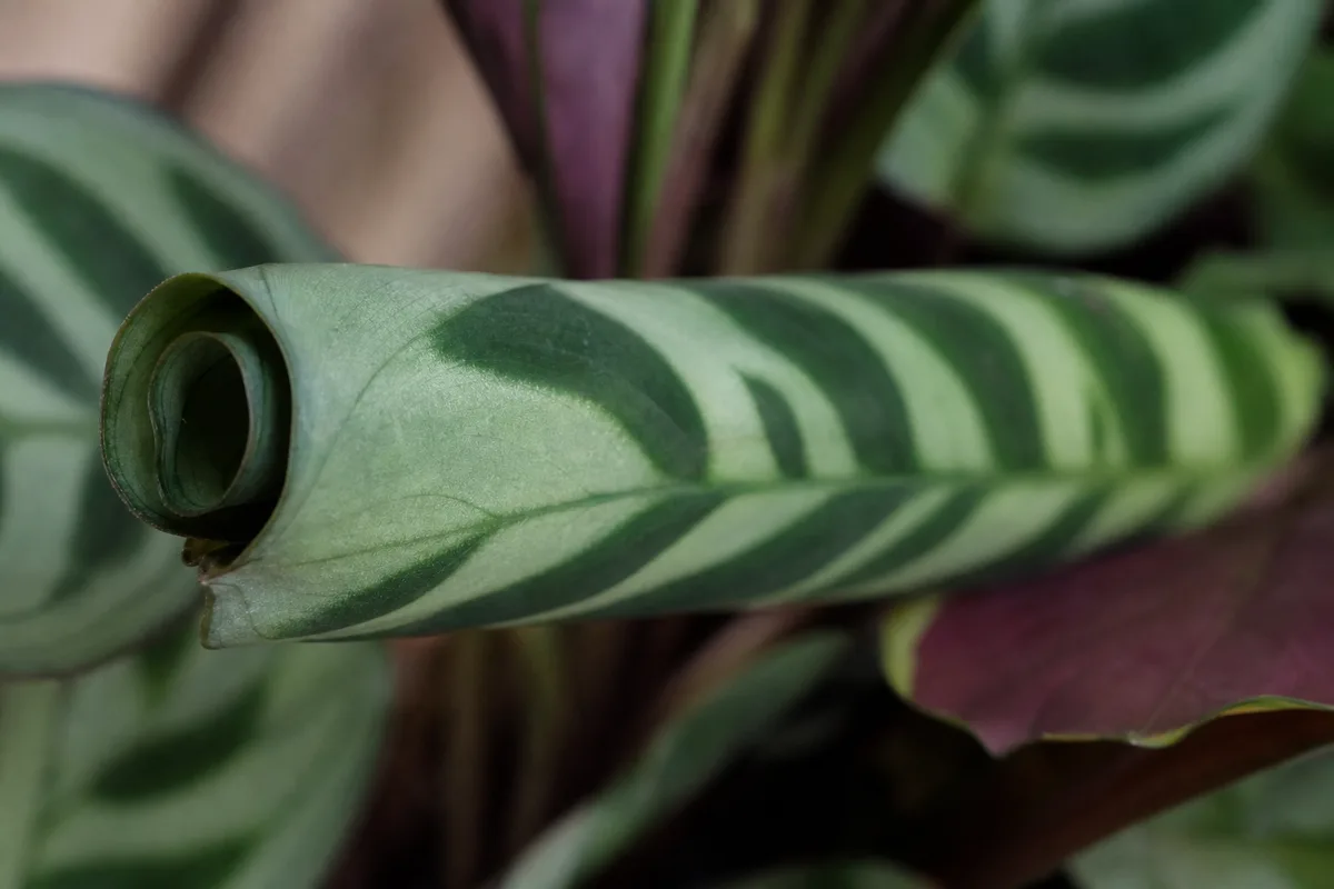 Close-up of Curling Leaves on Ctenanthe - diagnostic detail