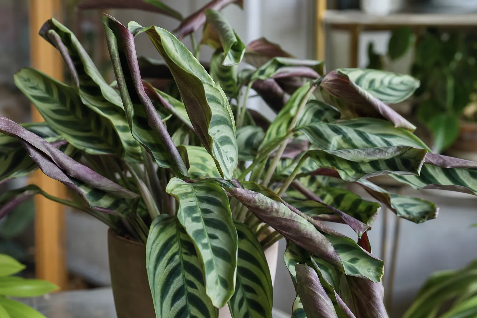Curling Leaves on Ctenanthe - visible symptom on the plant