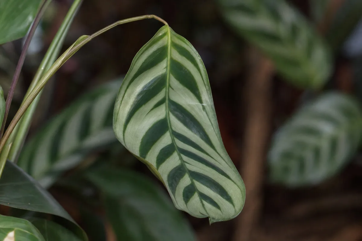 Close-up of Drooping Leaves on Ctenanthe - diagnostic detail
