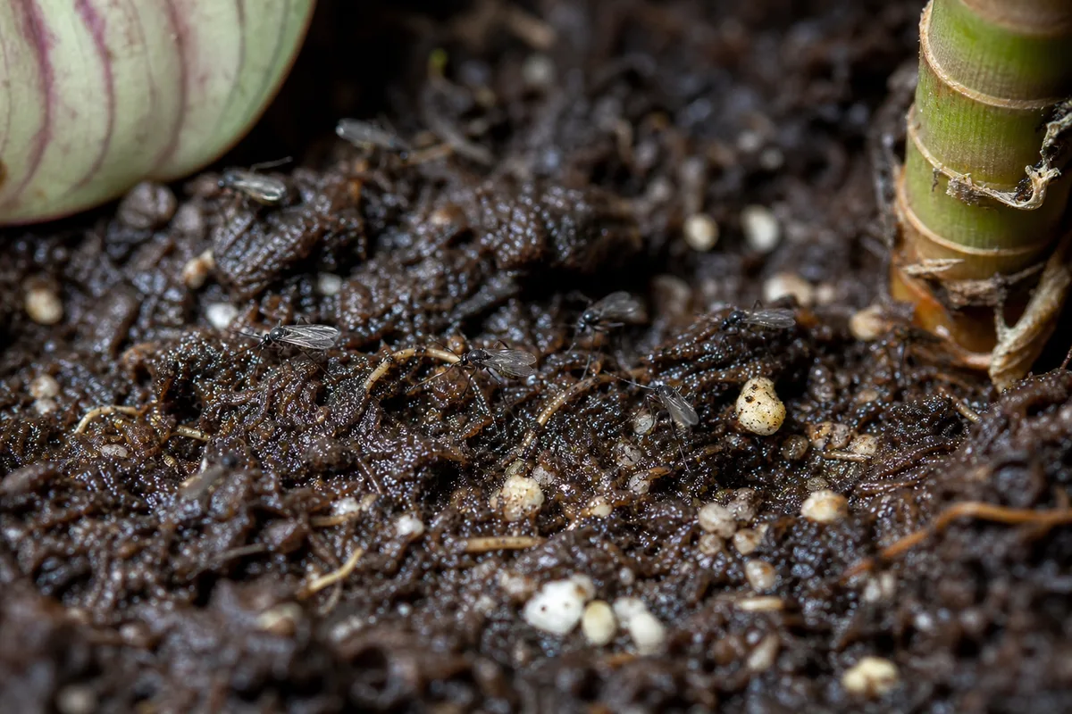 Close-up of Fungus Gnats on Ctenanthe - diagnostic detail