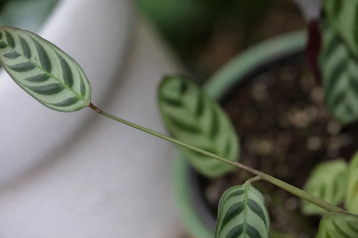 Close-up of Leggy Growth on Ctenanthe - diagnostic detail