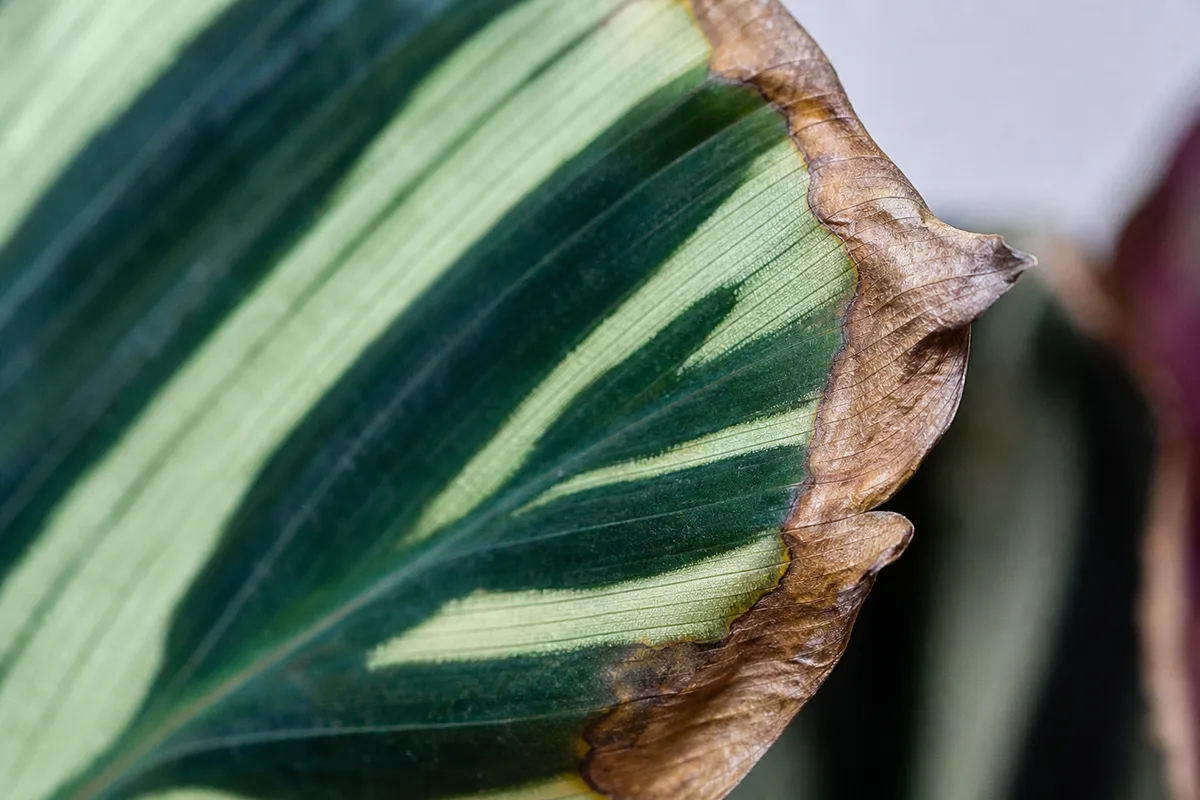 Close-up of Low Humidity on Ctenanthe - diagnostic detail