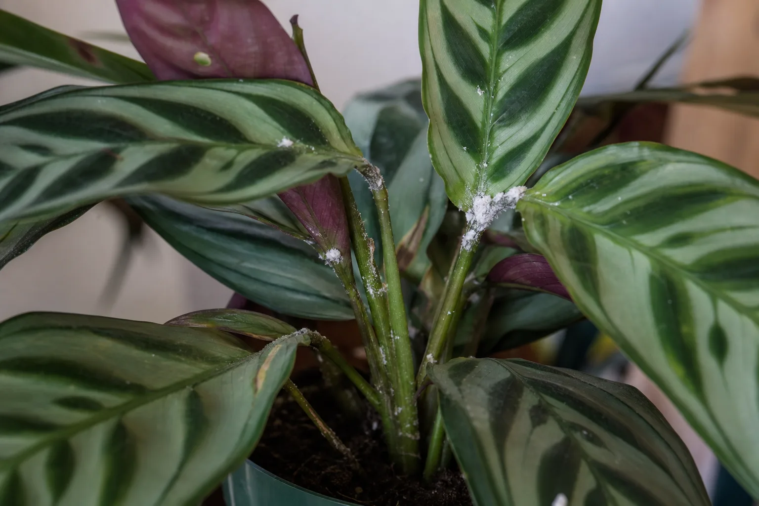Mealybugs on Ctenanthe - visible symptom on the plant