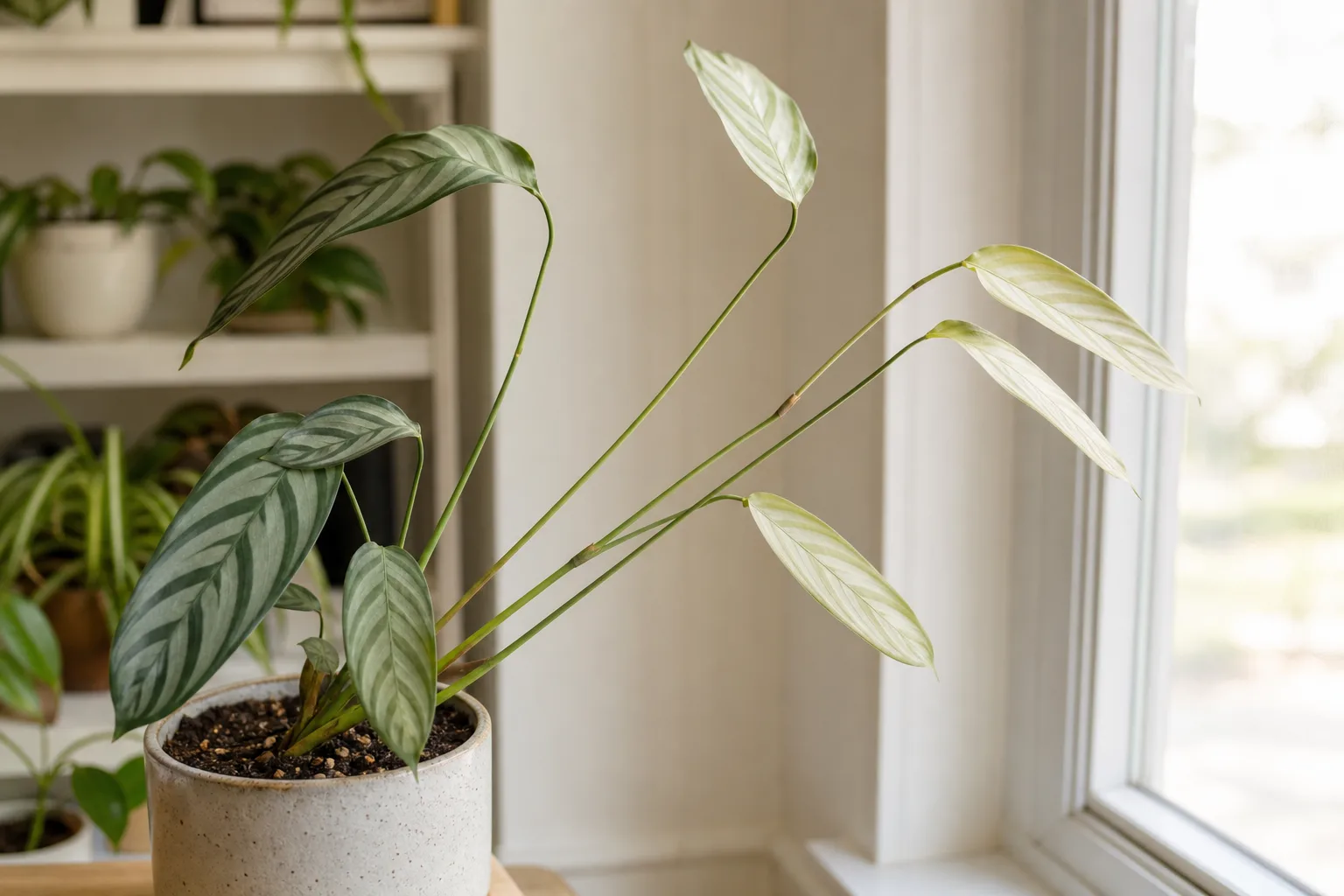 Not Enough Light on Ctenanthe - visible symptom on the plant
