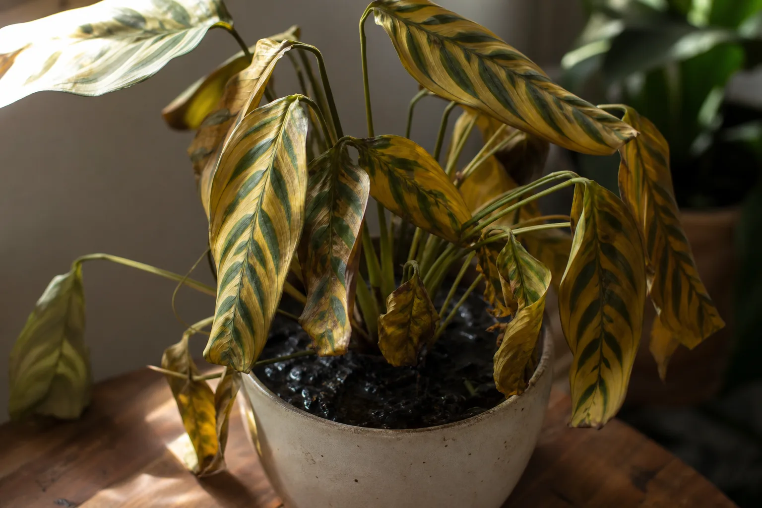 Overwatering on Ctenanthe - visible symptom on the plant