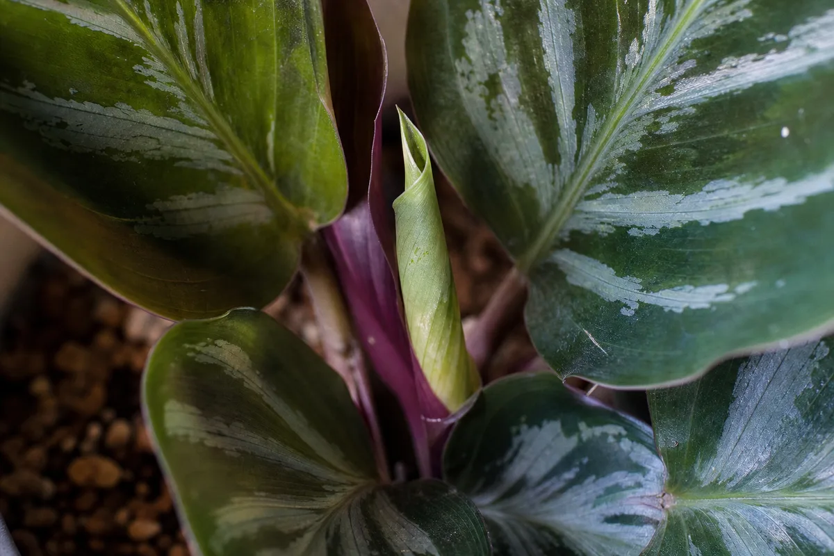 Close-up of Slow Growth on Ctenanthe - diagnostic detail