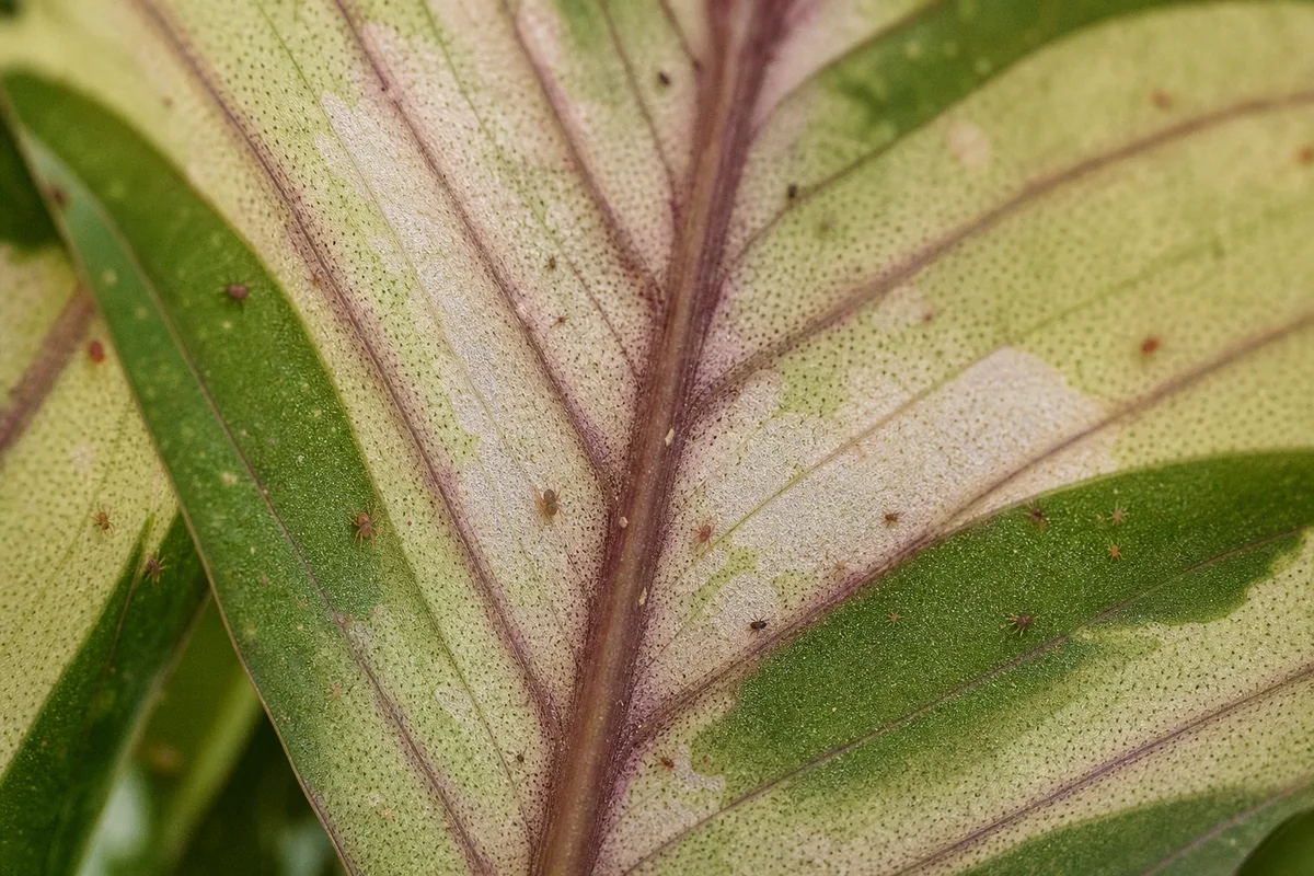 Close-up of Spider Mites on Ctenanthe - diagnostic detail