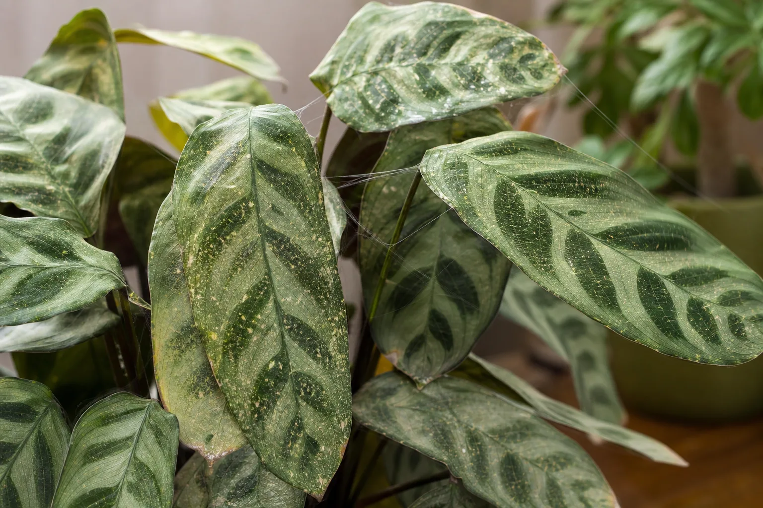 Spider Mites on Ctenanthe - visible symptom on the plant