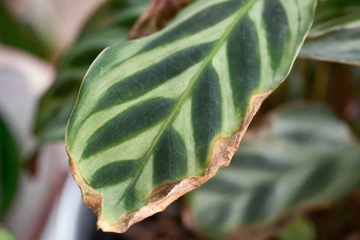 Close-up of Underwatering on Ctenanthe - diagnostic detail