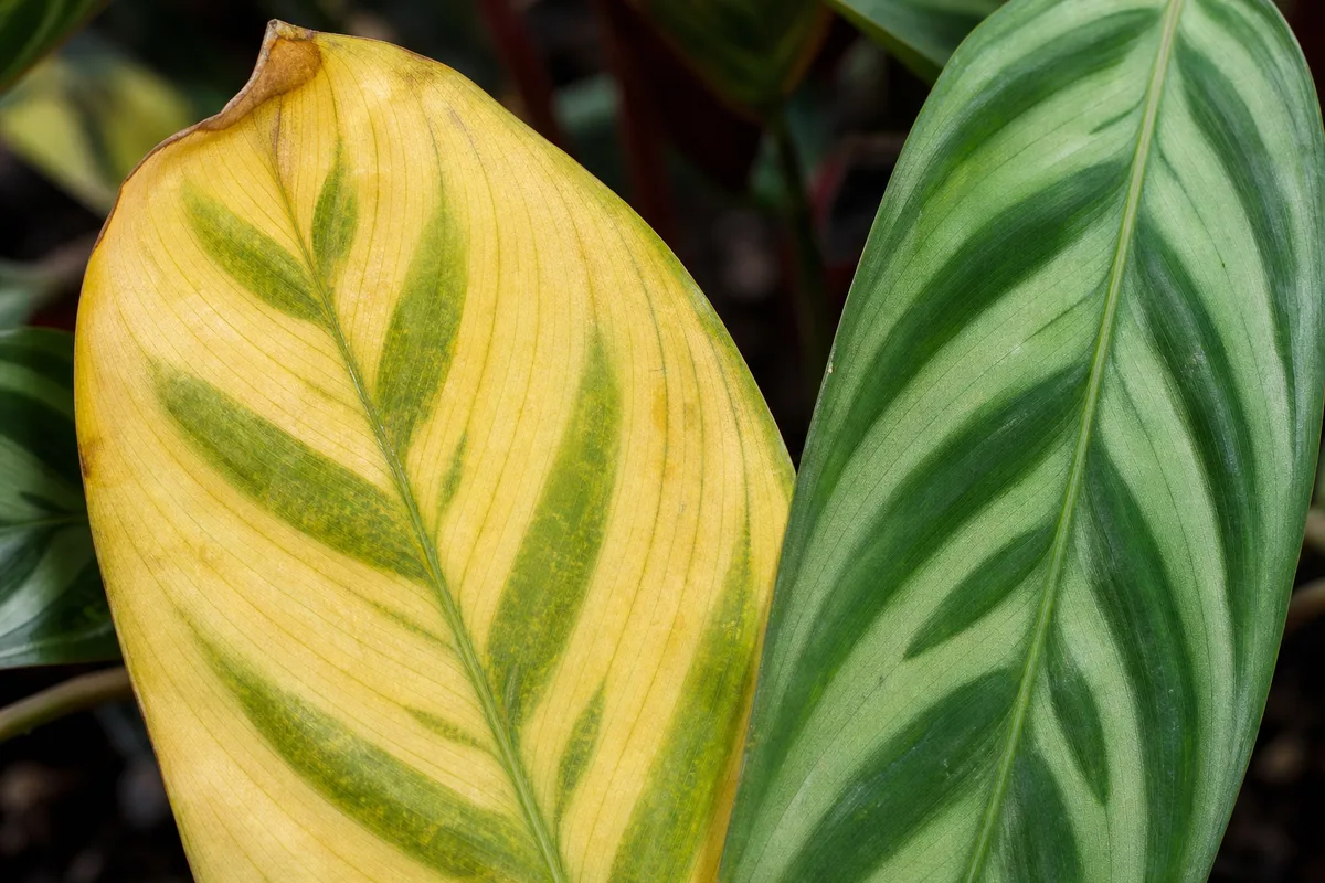 Close-up of Yellow Leaves on Ctenanthe - diagnostic detail