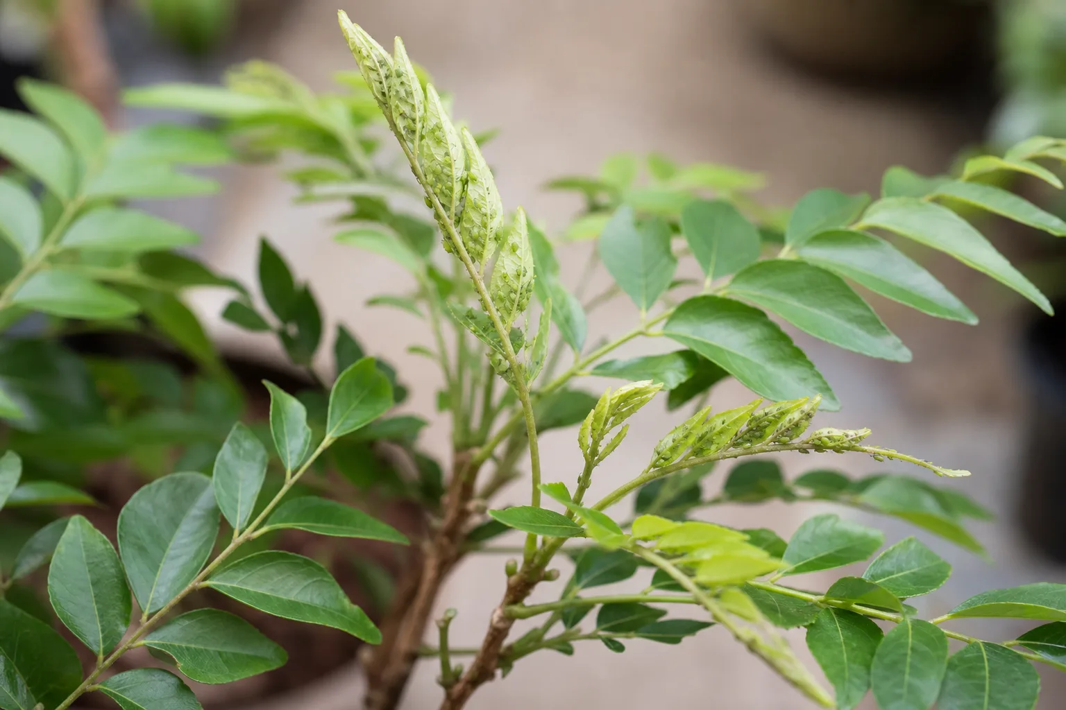 Aphids on Curry Leaf Plant - visible symptom on the plant